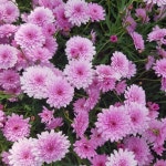 볼수 있음에 감사함을   꽃  플라워  나무  노을  하늘  구름  조형  조경  조명  맛집  산  꽃잎  힐링  태양  강  들  바람... 