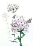 Pin page Pin di 인서 주 su 새