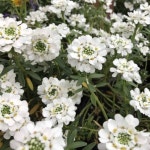 이베리스 Pin by Jane on Flower | Perennials, Sun and water, Attract butterflies