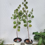 유칼립투스 폴리안 묵은둥이 180(Eucalyptus) - 관엽식물(Foliage)