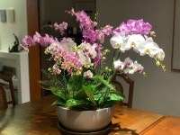 Orchid  arrangements에 있는 Juyeon Kim님의 핀 - 2021