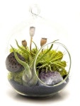 •플랜테리어 Terrarium 으로 나만의 아늑한 실내정원 만들기! : 네이버 블로그 | 식물, 테라륨