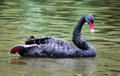 블랙 스완 집 밖의 주민 - Pixabay의 무료 사진