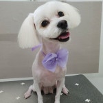 ㆍ #청천동메가펫애견샵 #청천동기업은행맞은편 #산곡동애견미용 #효성동애견미용 #가정지구애견미용 #말티즈얼컷  요술공주 밍키밍키밍... 