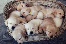 Cute Labs에 관한 13개의 최상의 Pinterest 이미지 | 강아지, 래브라도 강아지 및 개와 고양이 Cute Labs