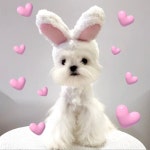 PETS에 있는 ETHEREAL님의 핀