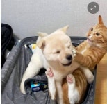 고양이 키우는 집에 입양된 강아지