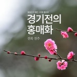 경기전 홍매화 매년 이맘때면 잊지 않고 경기전을 찾는다. 경기전 사고 앞 작은 홍매화가 올해는 언제쯤 꽃... | 꽃