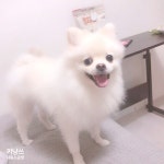 반짝반짝 빛나개 : 네이버 블로그 | 강아지, 바닥