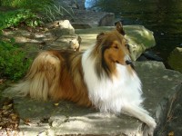 Buddy, Our Rough Collie Oct 2011 | Rough collie, Collie, Dog breeds