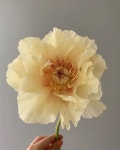 Instagram의 Flower Studio 라 포에티크님: “Lovely peony 💛 ㆍ ㆍ ㆍ < 모든 문의 > ▫️lapoetique.co.kr ㆍ ㆍ #부산플라워클래스... 