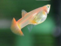 Triangle/Delta blond-full-red female.GUPPY | 구피