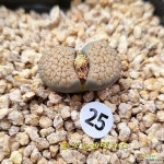 25 로즈오브텍사스 맨뒤꽃핀날 사진참고요(Lithops... 맨뒤꽃핀날 사진참고요(Lithops verruculosa var. verruculosa cv. Rose of... 