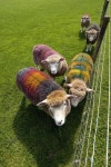 Sheeps에 관한 25개의 최상의 Pinterest 이미지 | 농장 동물, 염소 및 이스터 Sheeps