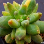 천대전송금4455(Pachyphytum compactum) - 다육식물(Succulents) - 2023 | 다육 식물, 농장