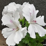 모나리자제라늄1396(Pelargonium(Geranium)) - 공기정화식물(air purifying plants)