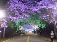 Cherry blossom tunnel to Seoraksan: The Cherry Blossoms look amazing at night under the colored lights. #Sokcho #Korea | 한국