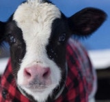 Cows에 관한 35개의 최상의 Pinterest 이미지 | 농장 동물, 시골 생활 및 소 Cows