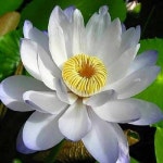 ปักพินโดย 송미경 ใน ㄱ ㅡ 연화도 | อรุณสวัสดิ์