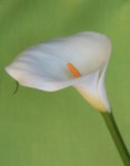 calas , zantedeschia , lirios de agua, lily.에 있는 Asier Maguregui님의 핀 | 스케치