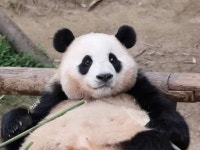 Pin by Beauty soogi on 바오네가족🐼 and 팬더 | Panda funny, Giant panda, Panda bear