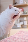 Click the Photo For More Adorable and Cute Cat Videos and Photos #cutecats #cats #kittens #catvideos | 귀여운 고양이, 예쁜... 