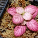 피토니아 핑크스페셜 핑크엔젤8 - 공기정화식물(air purifying plants)