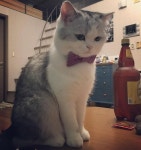 사랑해 #미묘 #냥이 #고양이 #냥스타그램 #브리티쉬숏헤어 #캣스타그램 #뚱냥이 #이쁜내… | Cats, Animals, Instagram posts