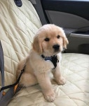 Puppy에 관한 11개의 최상의 Pinterest 이미지 | 귀여운 개, 강아지 및 개와 고양이 Puppy