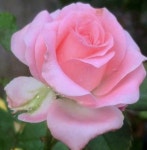 Pin by 성실공인중개사사무소 on flowers