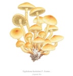 보태니컬아트 스페이스림 space-lim(@artspacelim) • Instagram 사진 및 동영상 | 수채화, 색연필