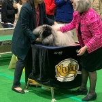 Dont touch  #pekingese  #pekingeseworld #dogshow #dog #petstagram #펠리체페키니즈 #페키니즈... For see more of do… in... 