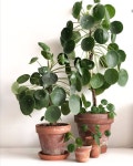 Indoor plants decor에 있는 Sooji Balzano님의 핀 - 2020 | 실내 화초