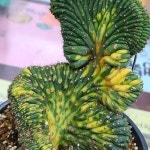 대능주철화금47(Trichocereus macrogonus) - 선인장(Cactus)