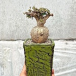 유포르비아 섭아포다(Euphorbia subapoda) - 아프리카식물(Africa Plant)