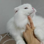 😭  그래도금요일  고양이  스코티쉬폴드  하이랜드폴드  오드아이  파이아이  망고  cat  scottishfold  hilandfold  oddeyes... 