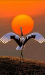 aves에 관한 130개의 최상의 Pinterest 이미지 | 석양, 해돋이 및 달빛 aves