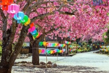 “여긴 진짜 가봐야 압니다”… 실물 보고 생각 바뀐다는 겹벚꽃 무료명소