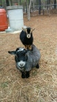 Goats에 관한 115개의 최상의 Pinterest 이미지 | 아기 염소, 농장 동물 및 염소 Goats