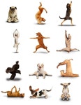 YOGA에 관한 34개의 최상의 Pinterest 이미지 | 요가 포즈, 건강한 생활 및 요가 순서 YOGA