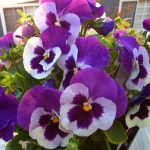 Glorious pansies | 팬지