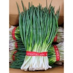 약수농장 국내산 깐쪽파 5kg 내외, 1kg 5단