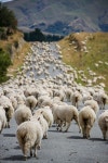 Nature에 관한 9개의 최상의 Pinterest 이미지 | 농장, 농장 동물 및 염소 Nature