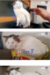 억울하게 생긴 냥냥이 병원 검사 결과