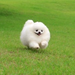 韓國超可愛會動的小湯圓Kobe！再這樣萌萌的看著我，我就要把你吃掉了喔！ | PopDaily 波波黛莉的異想世界 | 귀여운 아기 동물, 귀여운 동물... 