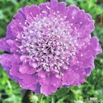 솔채(솔체)-미니분홍솔채 - 야생화(Wild Flower)