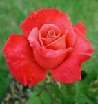 꽃에 있는 Kimhamdo님의 핀 | 꽃