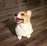 Pin by ㅎㅅㅇ on Smile | Cute animals, Animals, Corgi