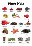 Wine taste chart_Pinot Noir@AdelaideX, edX #FoodandWinePairings | 와인, 공부