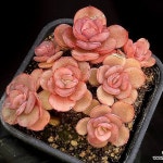 수연 37-57(E. Suyon) - 다육식물(Succulent)